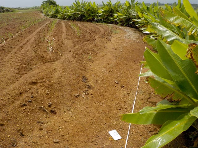糸芭蕉
撮影日：2016年9月