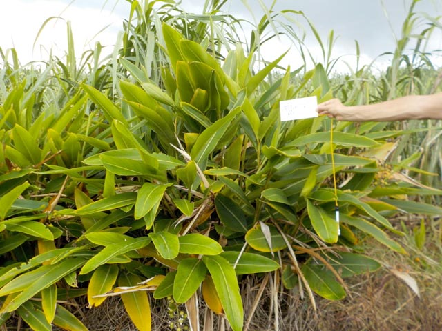 サトウキビ畑の月桃
撮影日：2016年9月