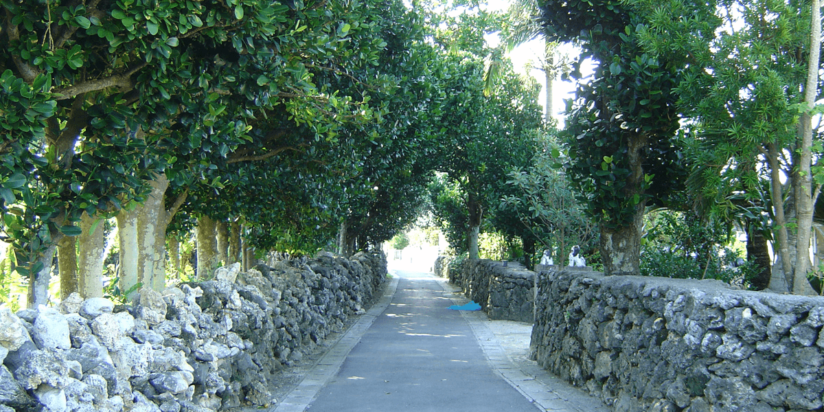 石垣とフクギ　集落の風景